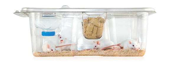 Innovive’s universal Innocage® mouse cage bottom fits all Innocage® mouse cage lids, feeders, and watering solutions.
