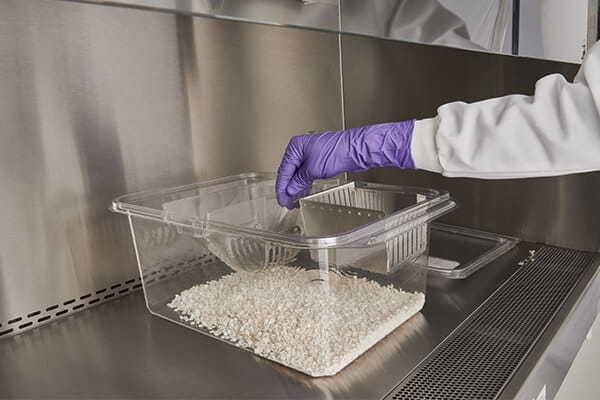 Lab animal technician reaching hand into mouse cage in a biosafety cabinet.
