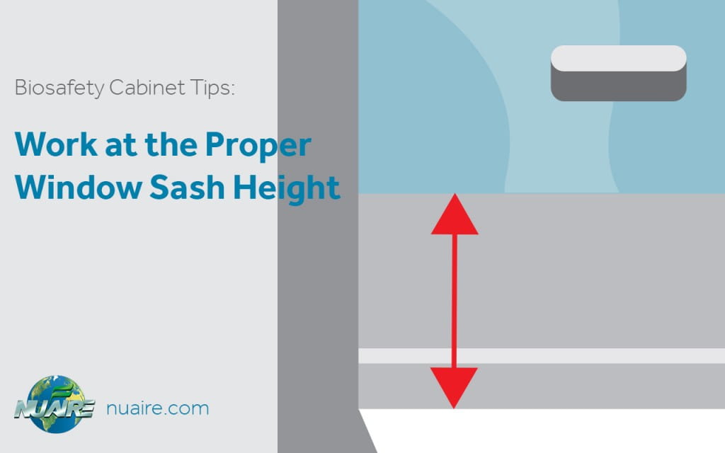 Work at the Proper Biosafety Cabinet Window Sash Level